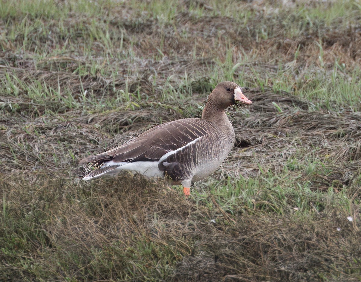 Greater White-fronted Goose - ML619163132