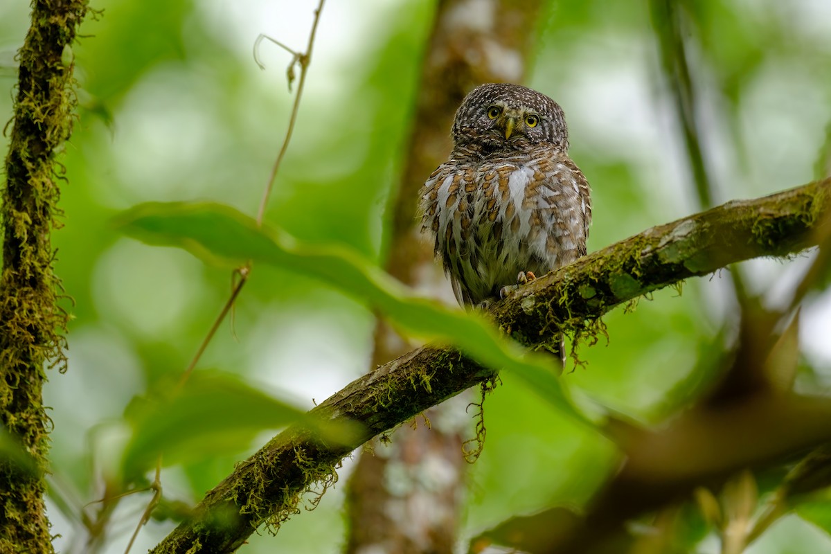 Collared Owlet - ML619163144