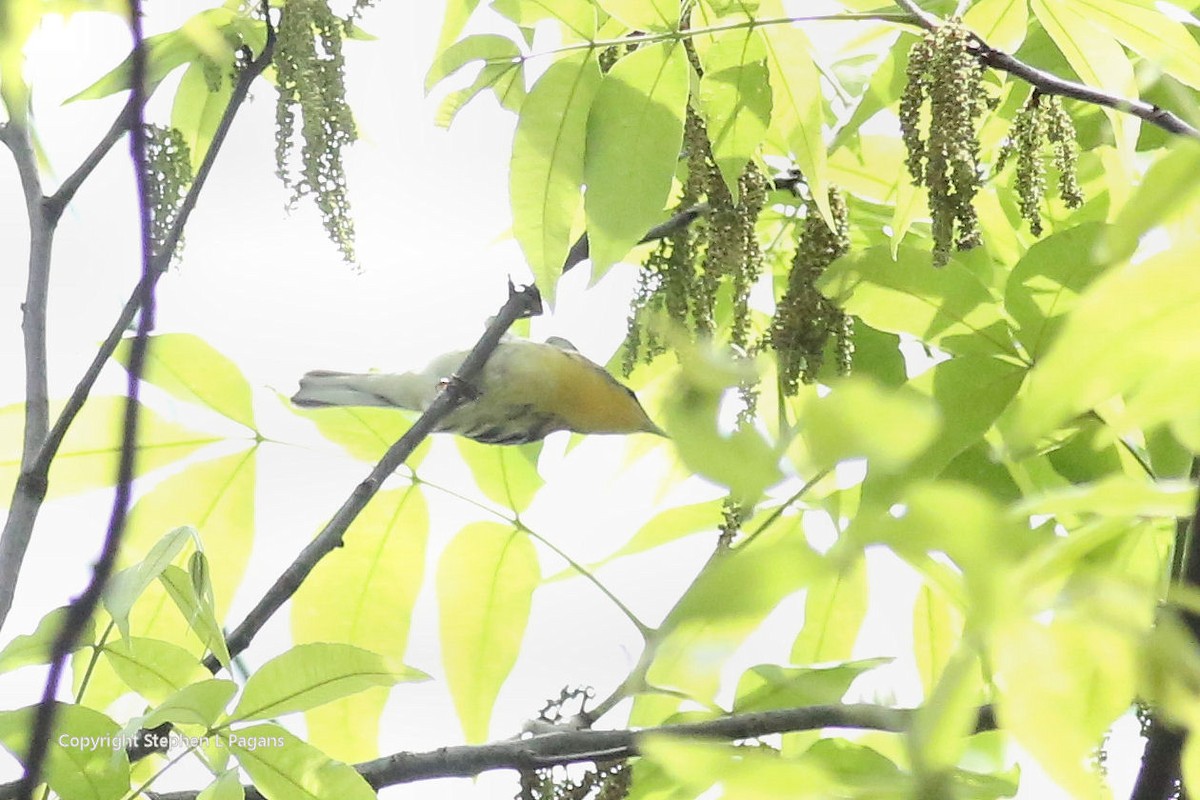 Yellow-throated Warbler - ML619163148