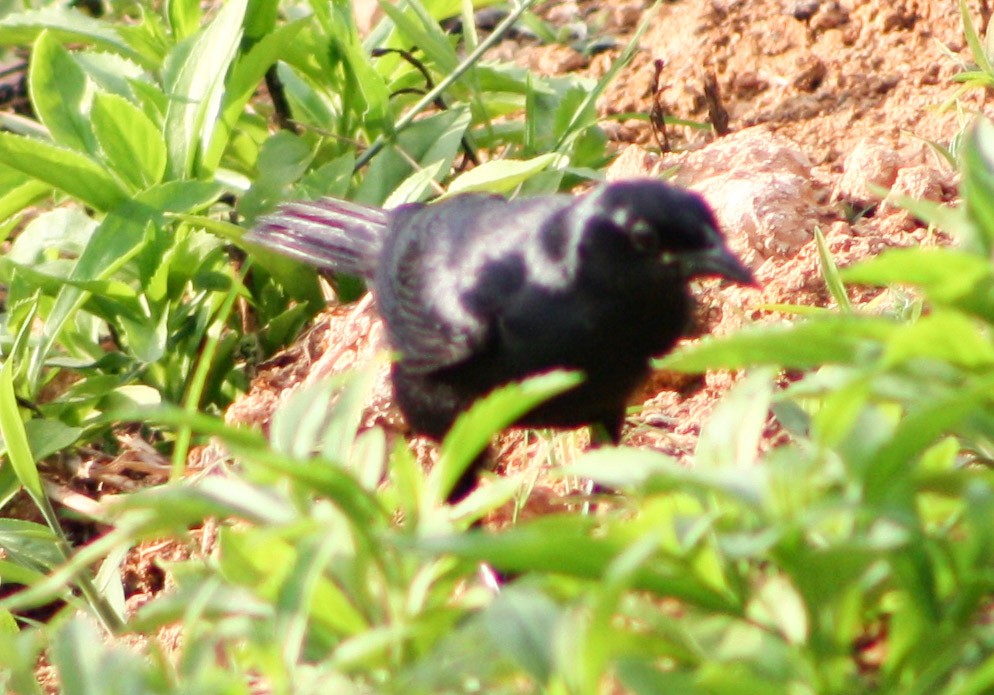 Cuban Blackbird - ML619163154