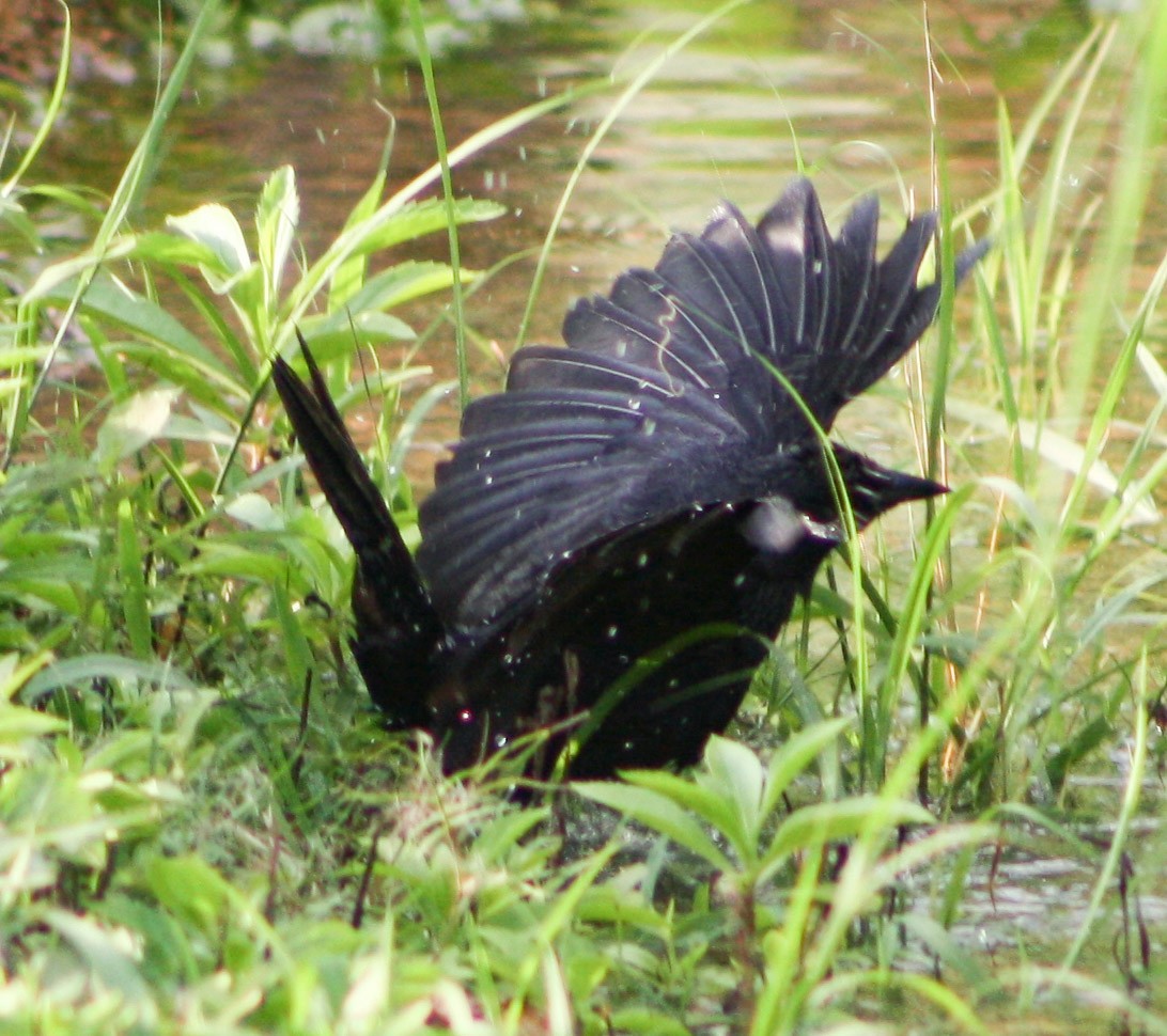 Cuban Blackbird - ML619163159