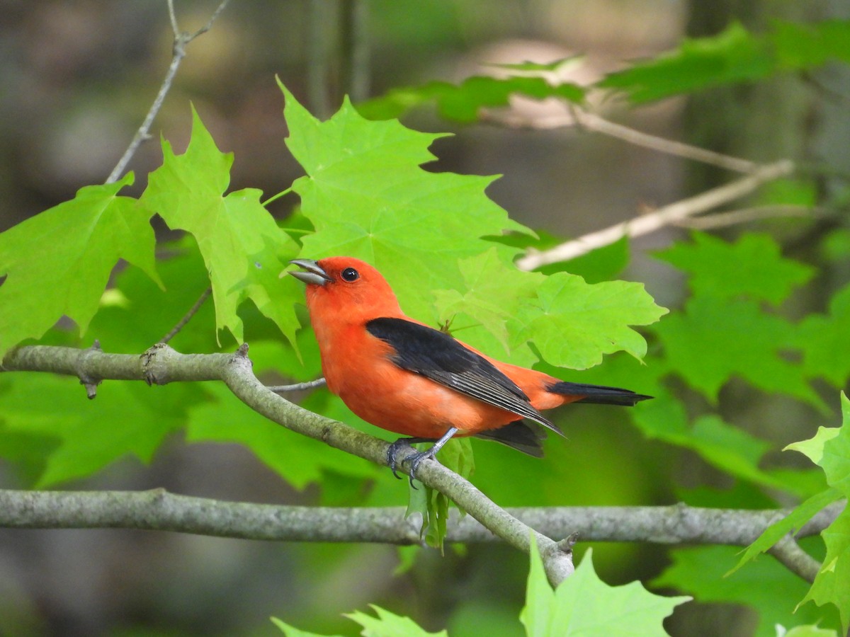 Scarlet Tanager - ML619163172