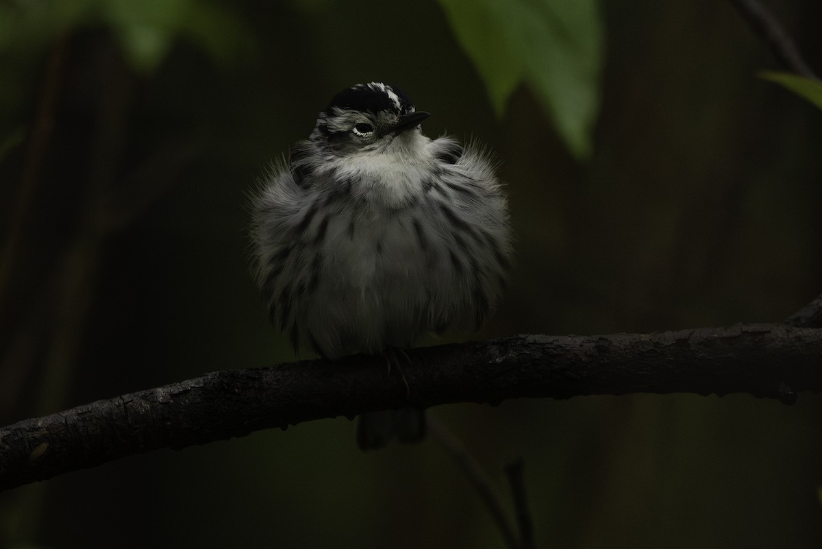 Black-and-white Warbler - ML619163205