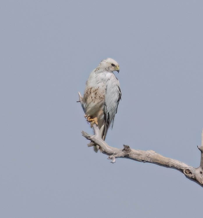 Red-tailed Hawk - ML619163216