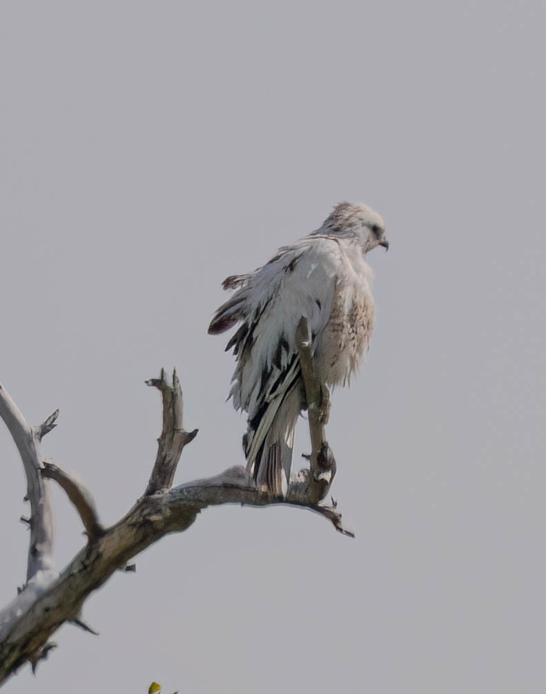 Red-tailed Hawk - ML619163217
