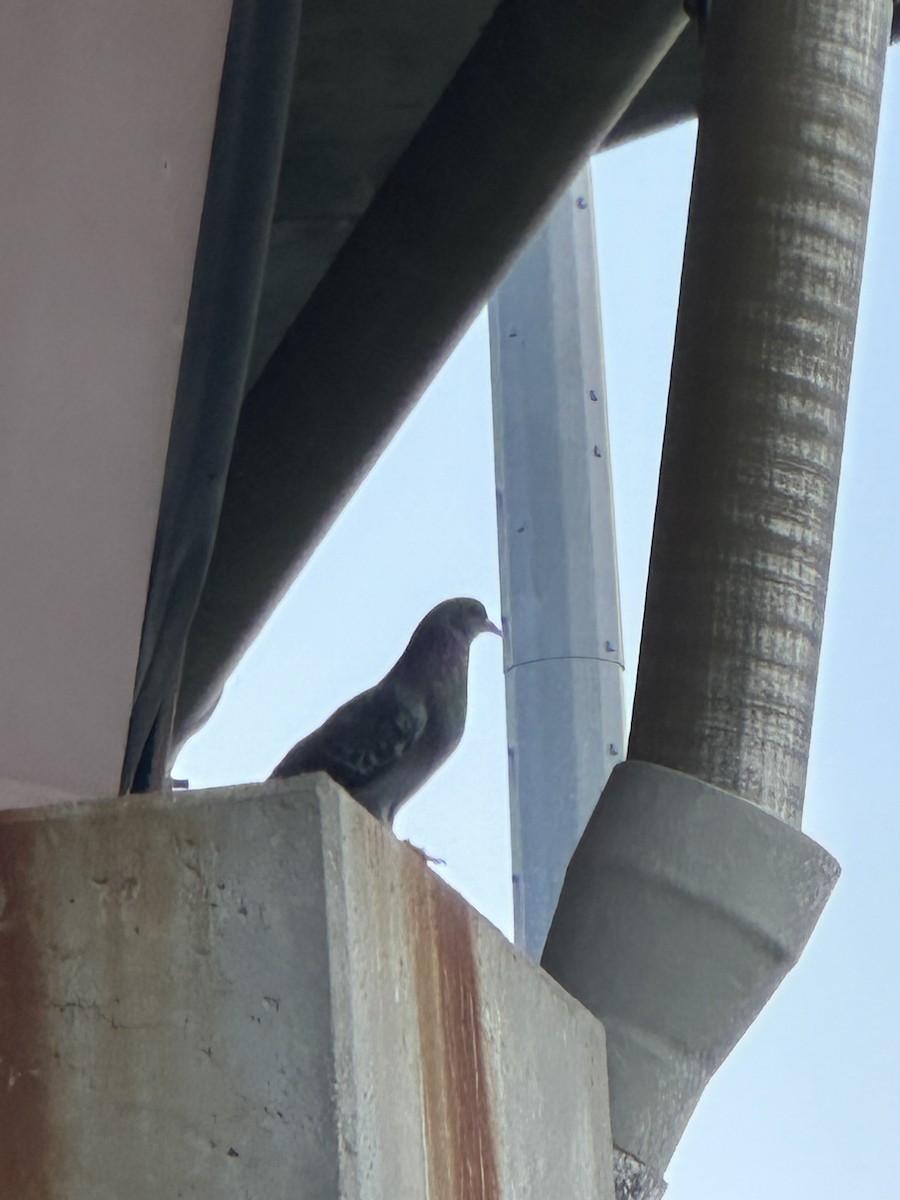Rock Pigeon (Feral Pigeon) - ML619163254