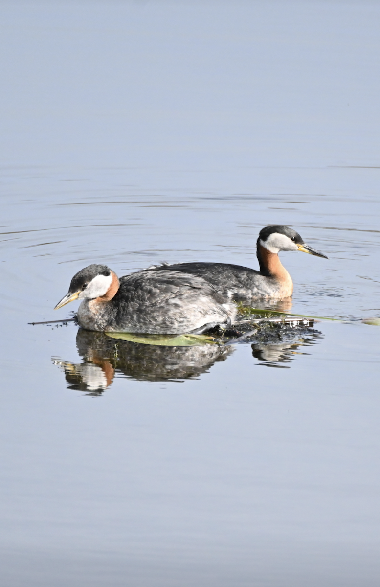 Red-necked Grebe - ML619163257