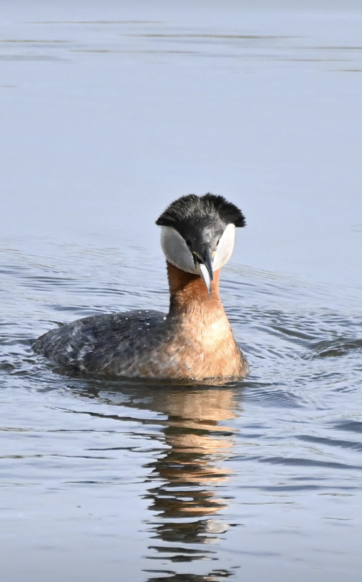 Red-necked Grebe - ML619163259