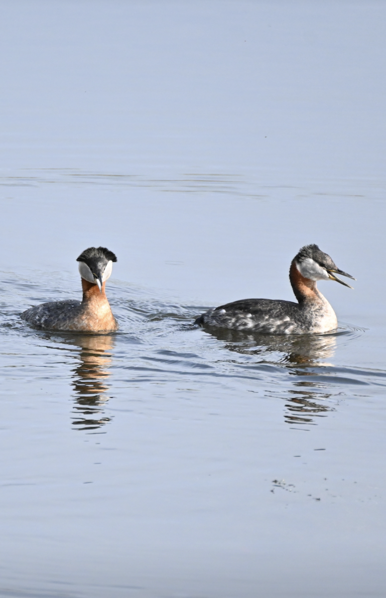 Red-necked Grebe - ML619163260