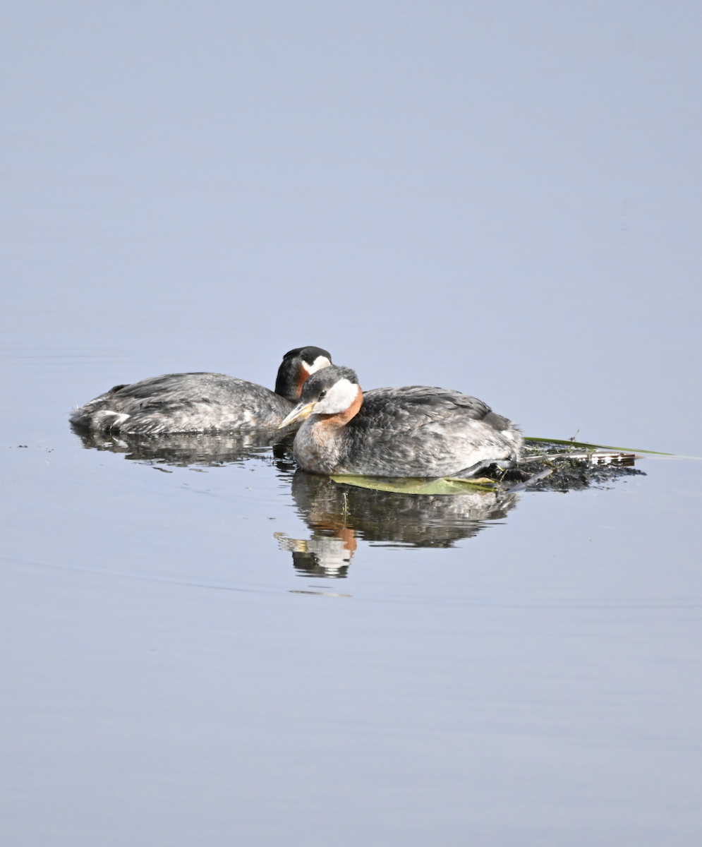 Red-necked Grebe - ML619163261