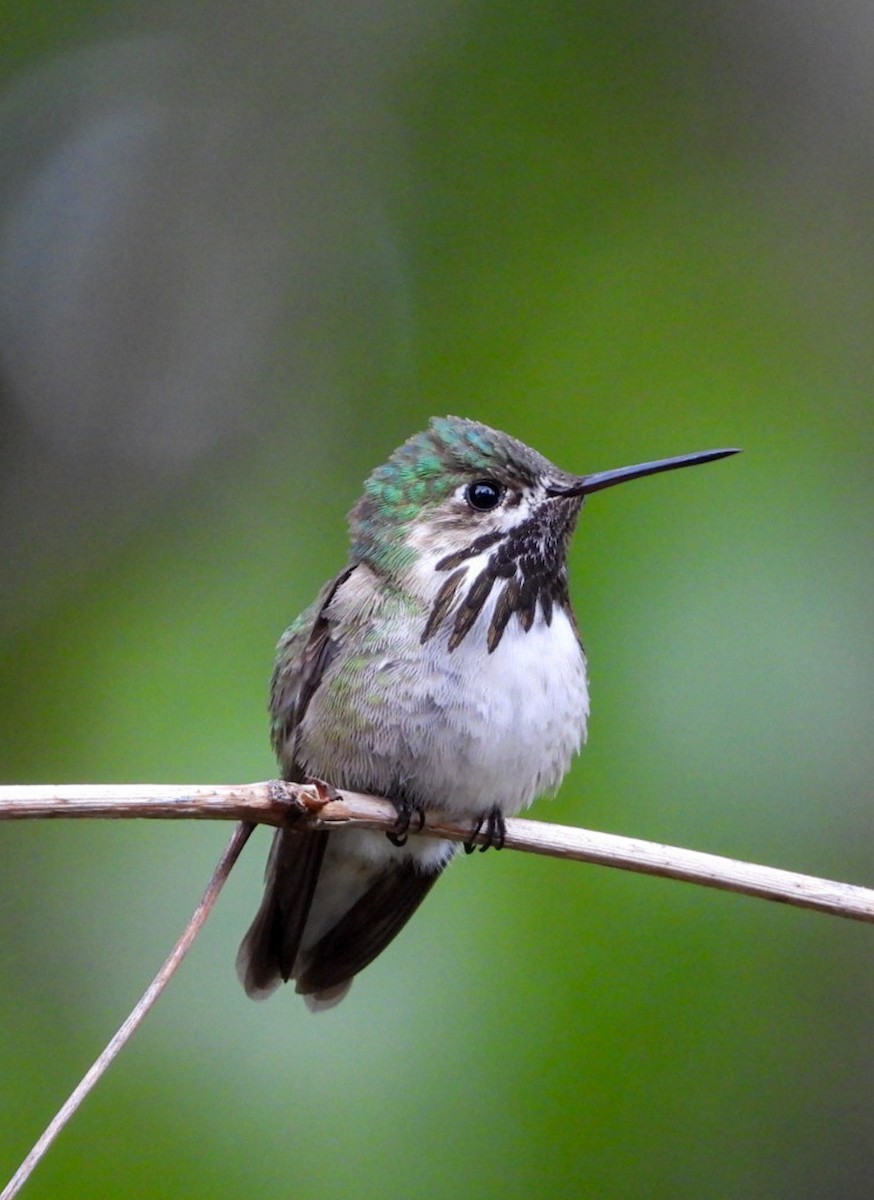 Calliope Hummingbird - ML619163283