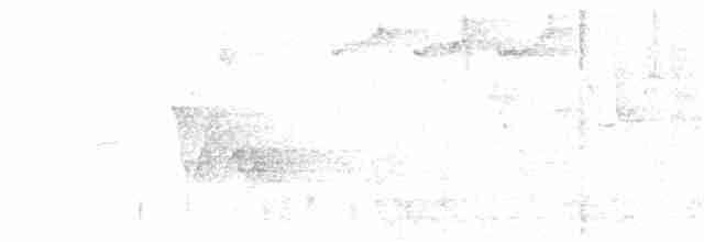 Tennessee Warbler - ML619163303