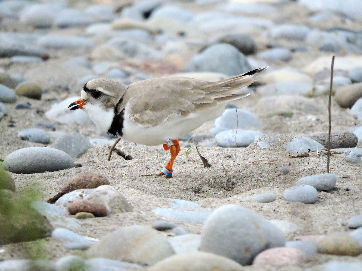 Piping Plover - ML619163327