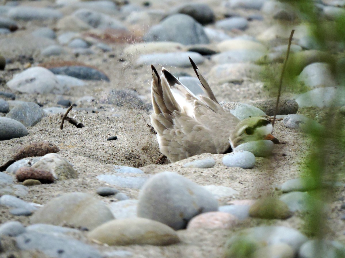Piping Plover - ML619163332
