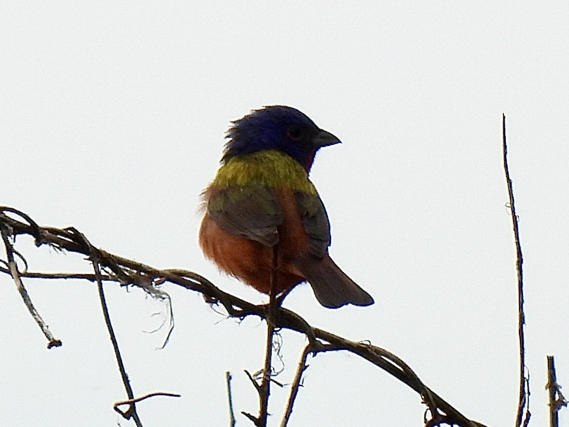 Painted Bunting - ML619163365
