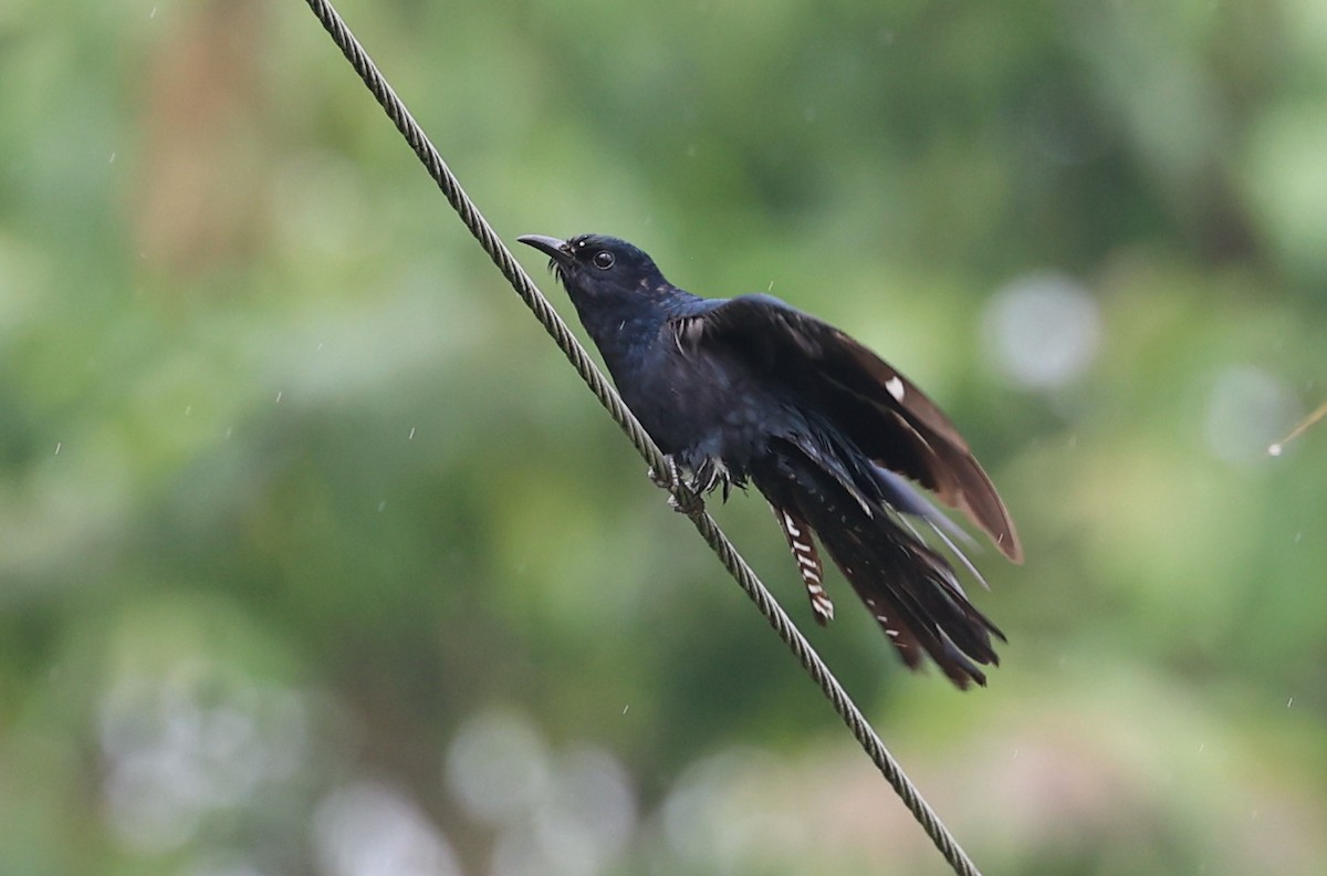 Square-tailed Drongo-Cuckoo - ML619163378