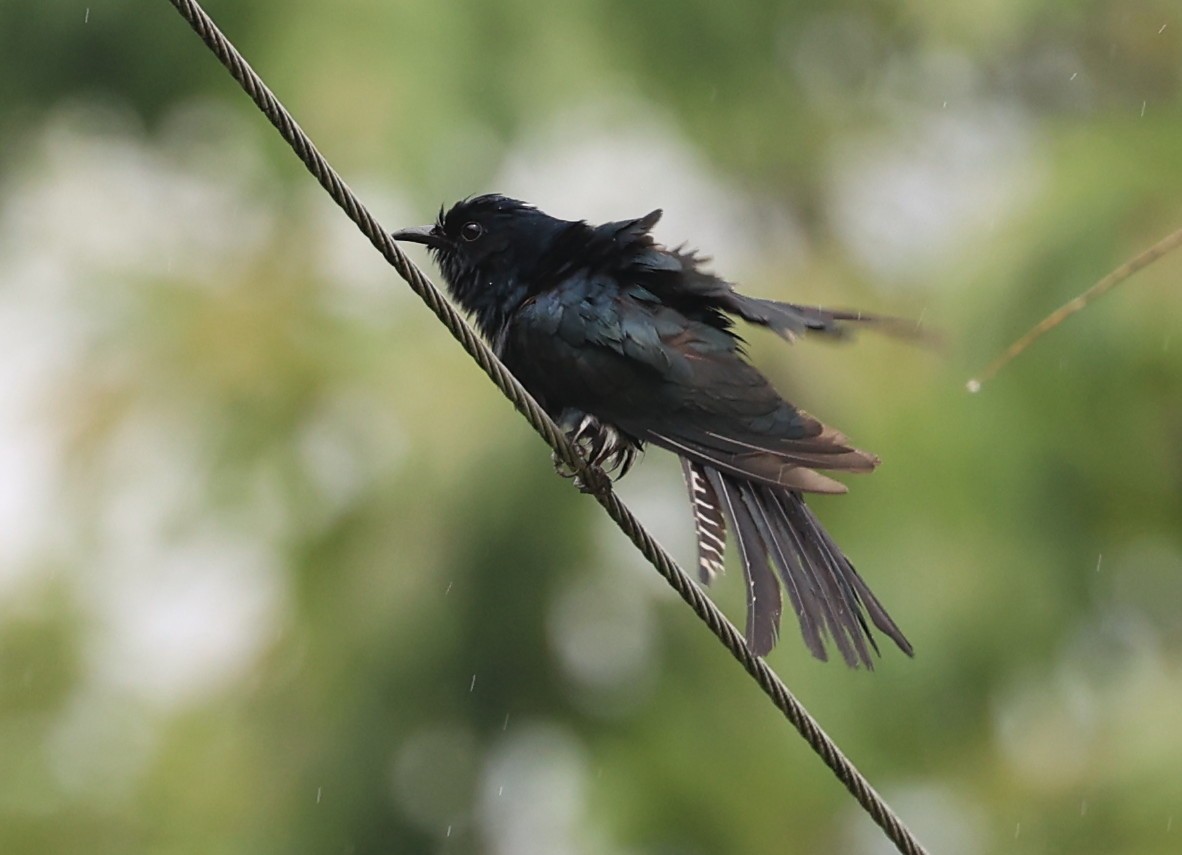 Square-tailed Drongo-Cuckoo - ML619163380