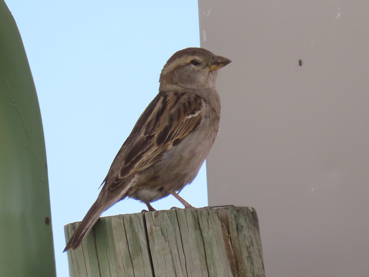 House Sparrow - ML619163397