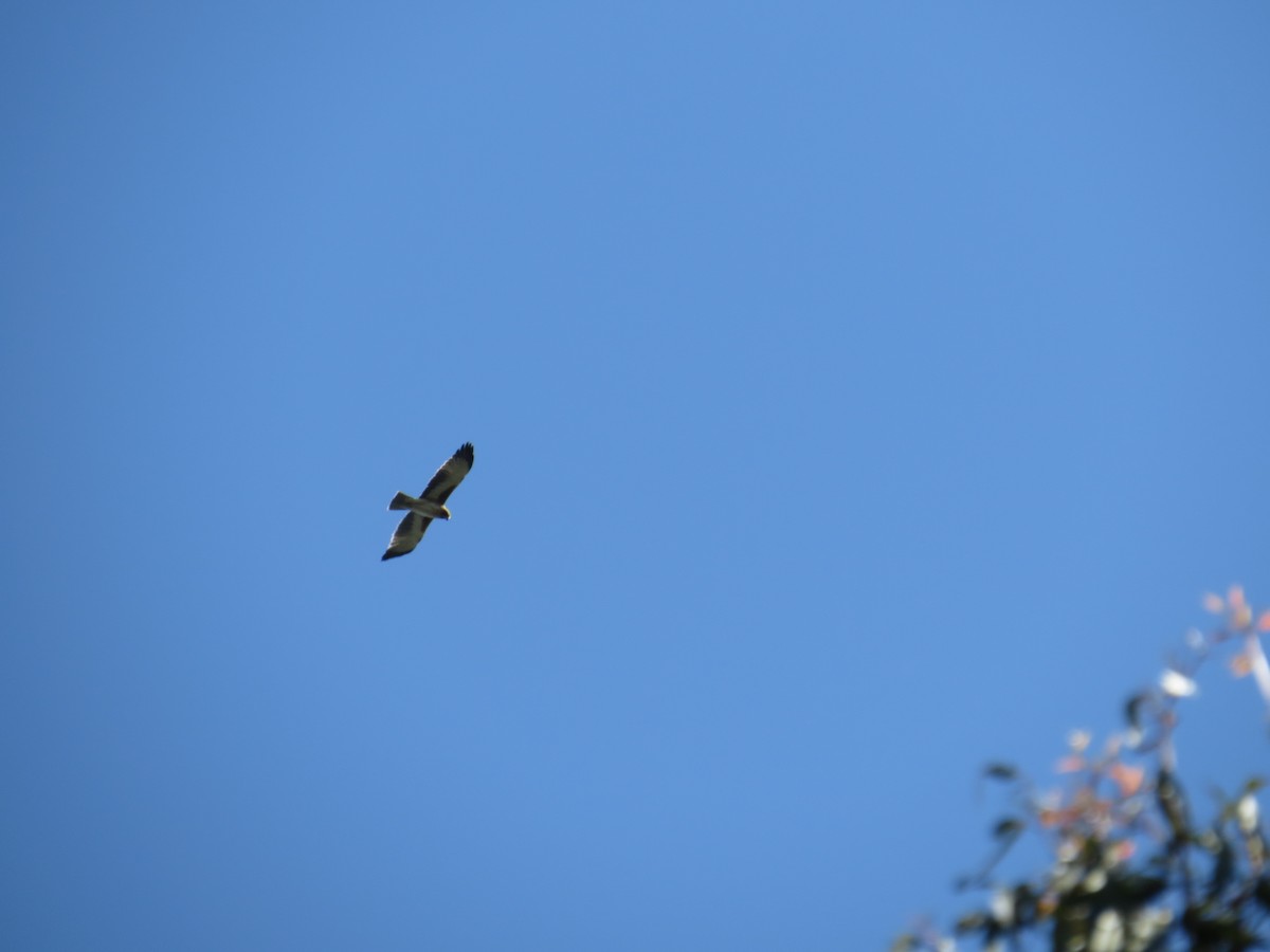 Square-tailed Kite - ML619163416