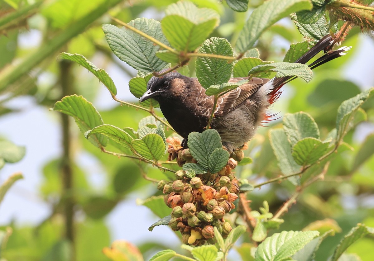 Red-vented Bulbul - ML619163421