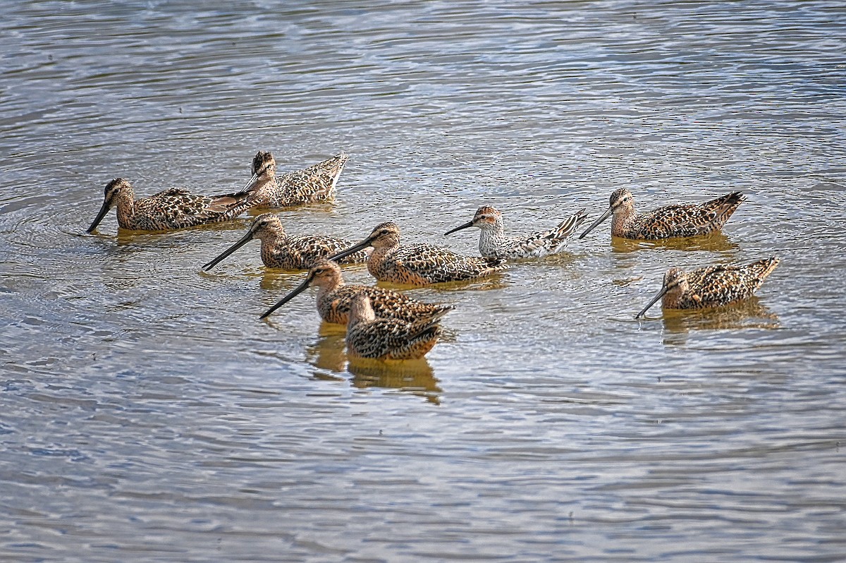 Long-billed Dowitcher - ML619163450