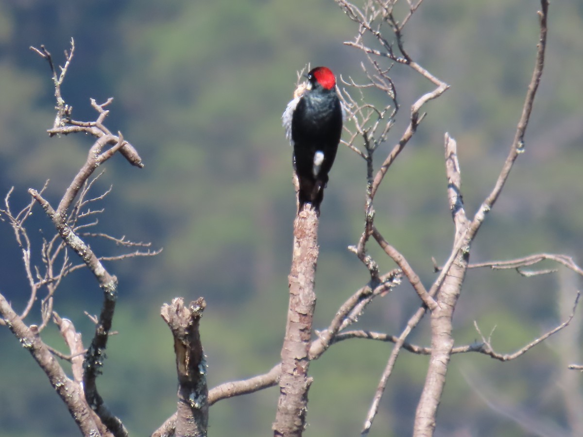 Acorn Woodpecker - ML619163452