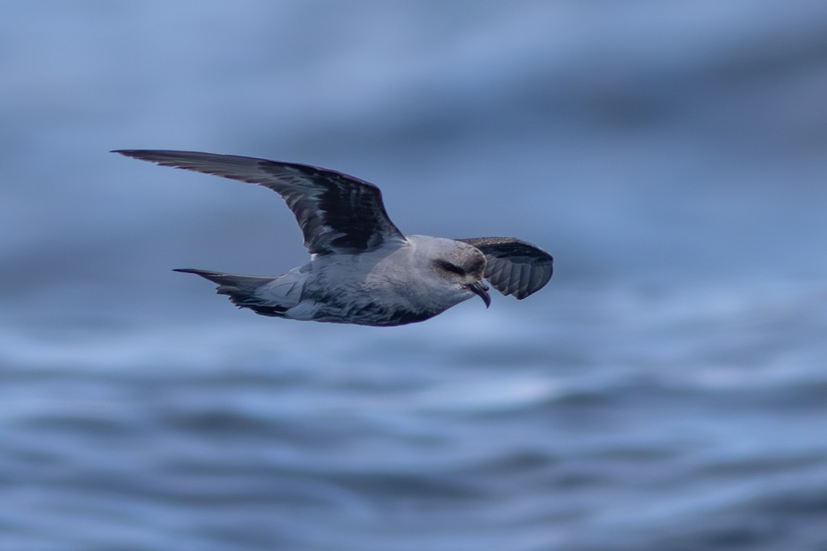 Fork-tailed Storm-Petrel - ML619163453