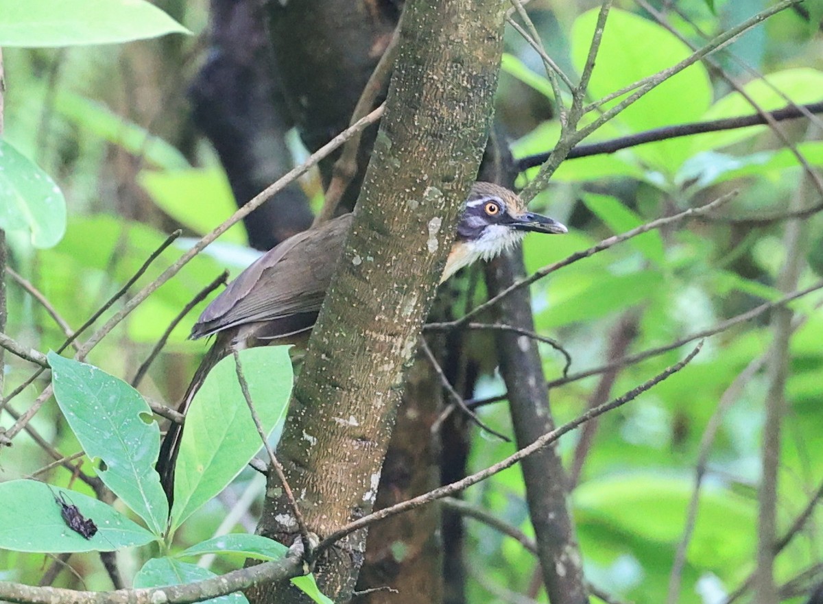 Lesser Necklaced Laughingthrush - ML619163503