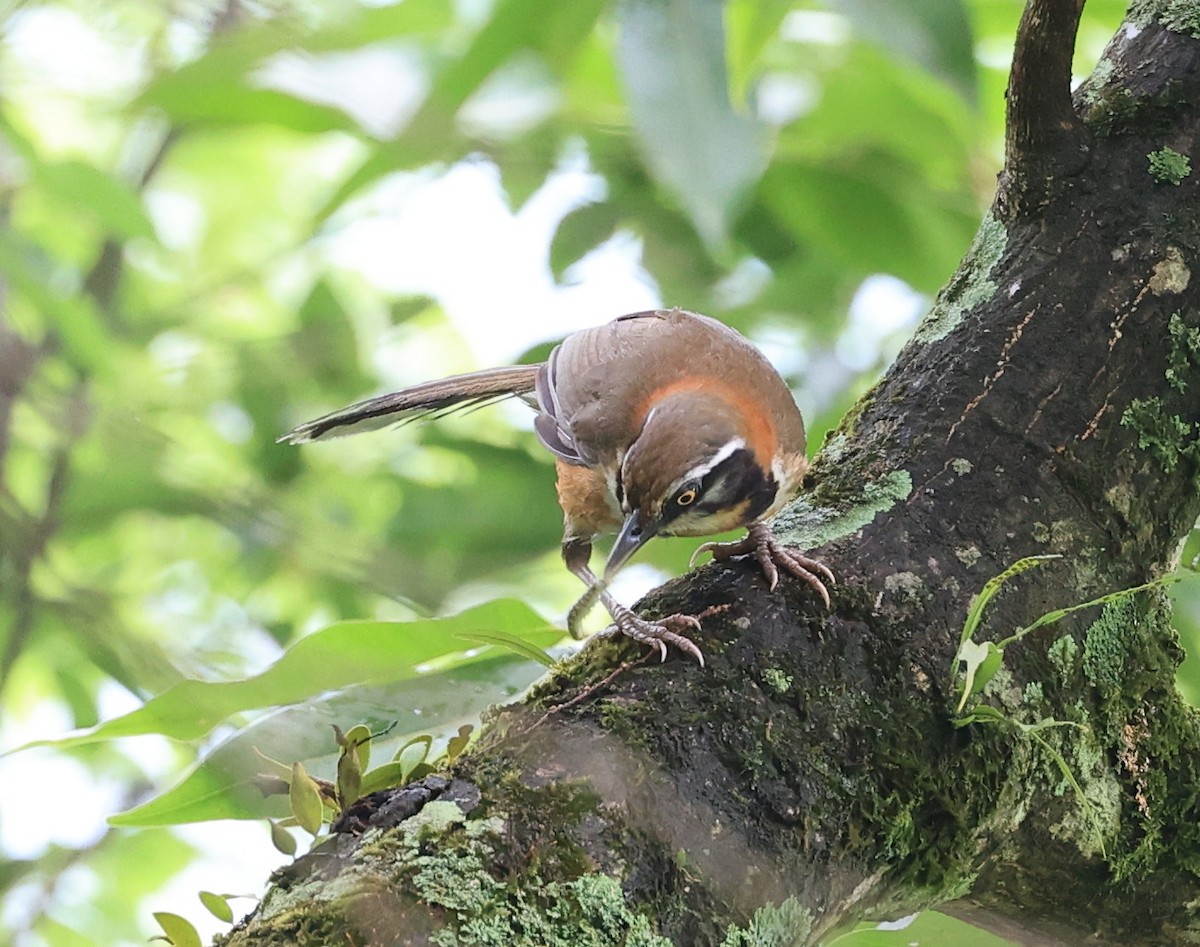 Lesser Necklaced Laughingthrush - ML619163505