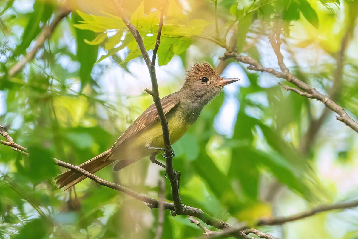 Great Crested Flycatcher - ML619163548