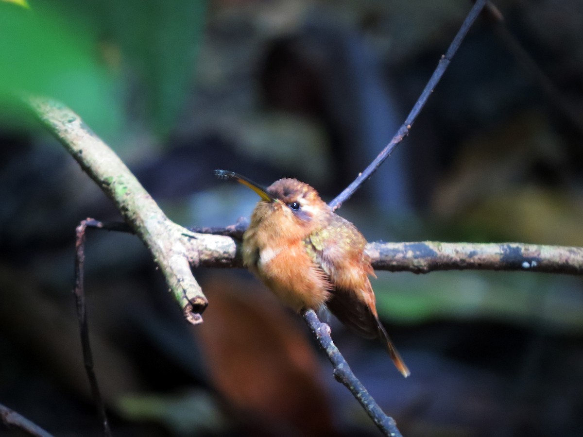 Пестрогорлый колибри-отшельник - ML619163565