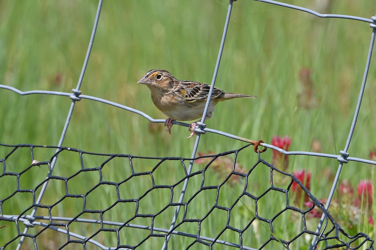 Grasshopper Sparrow - ML619163580
