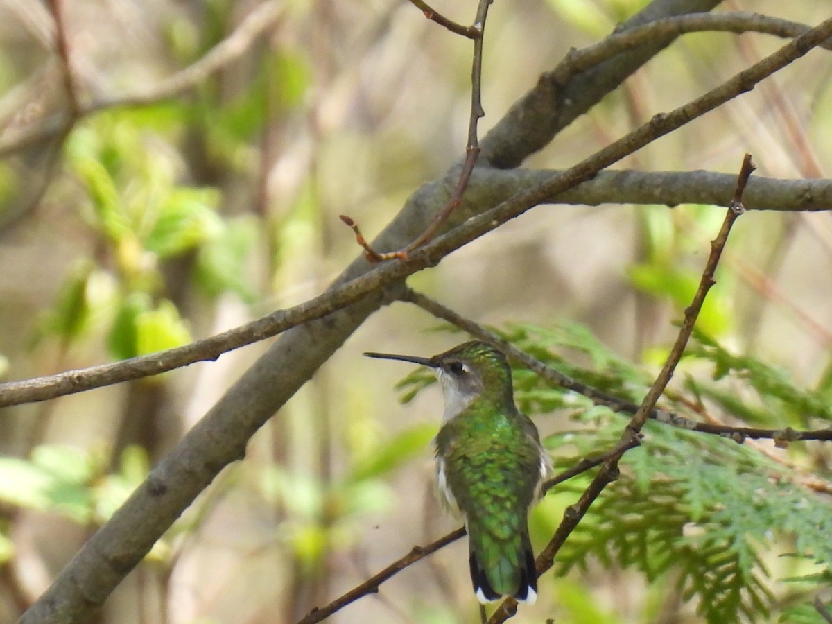 Ruby-throated Hummingbird - ML619163582