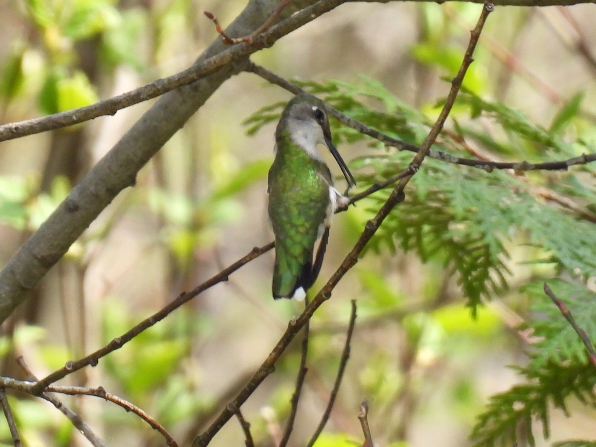 Ruby-throated Hummingbird - ML619163584