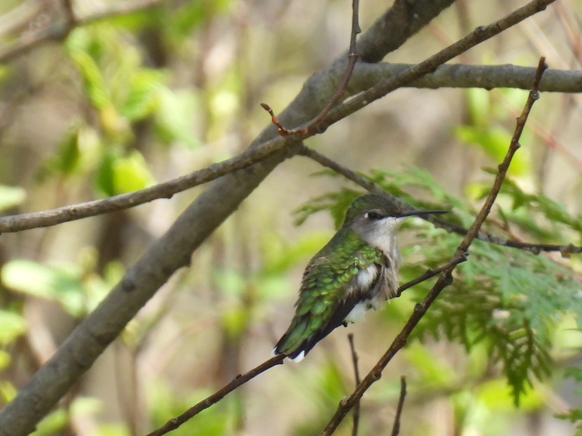 Ruby-throated Hummingbird - ML619163585
