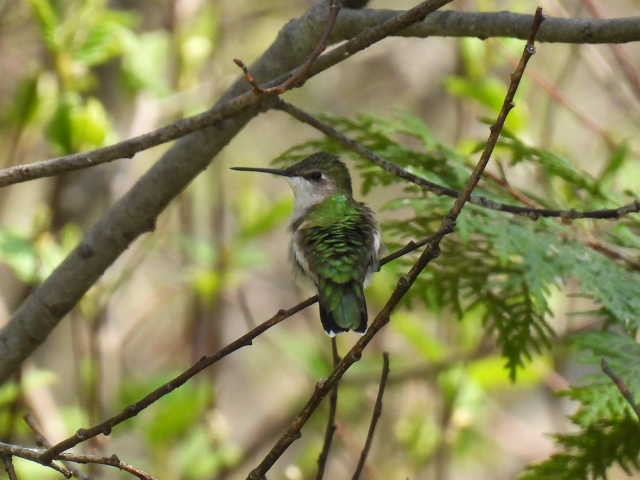 Ruby-throated Hummingbird - ML619163586