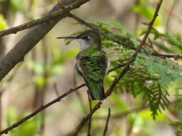 Ruby-throated Hummingbird - ML619163588