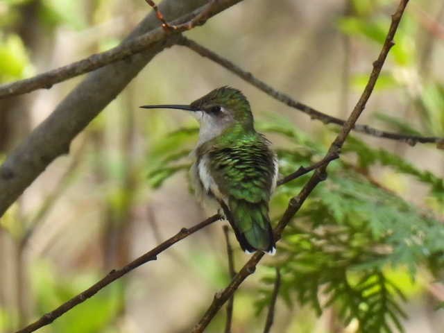 Ruby-throated Hummingbird - ML619163589