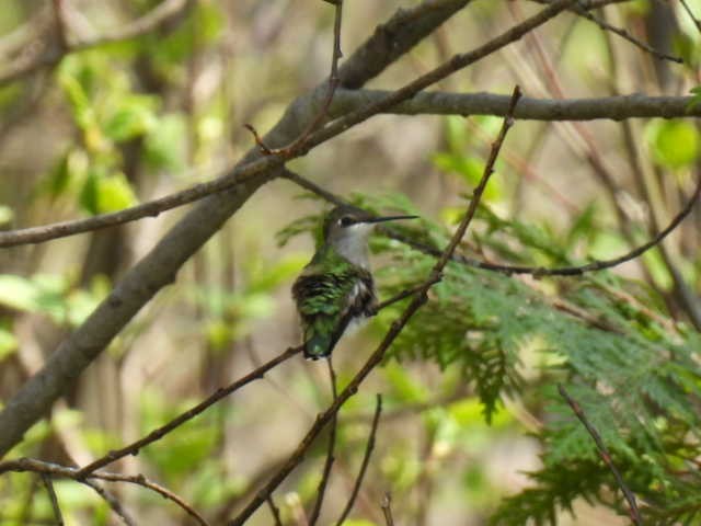Ruby-throated Hummingbird - ML619163590