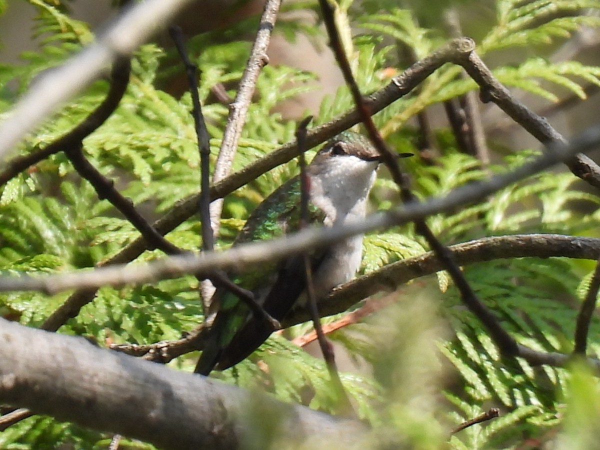Ruby-throated Hummingbird - ML619163591