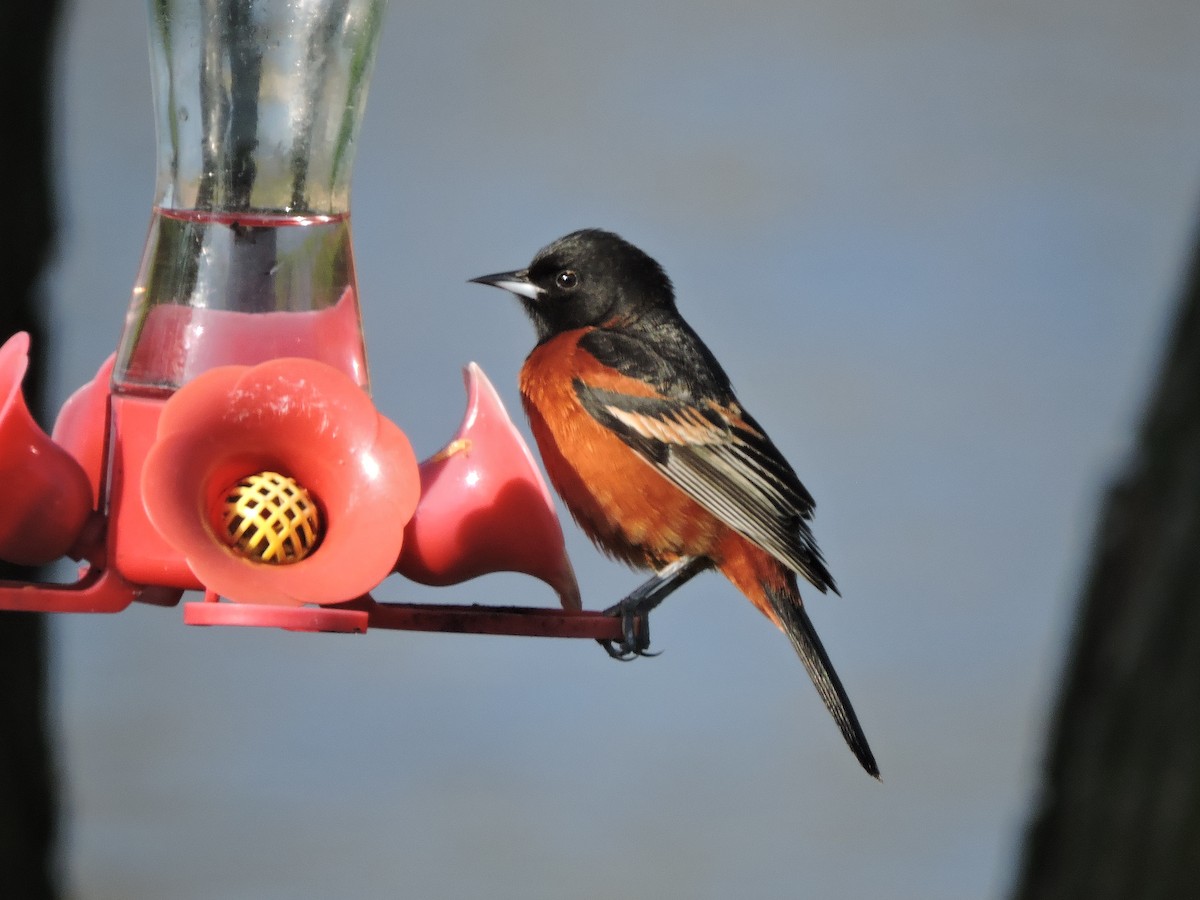 Orchard Oriole - ML619163592