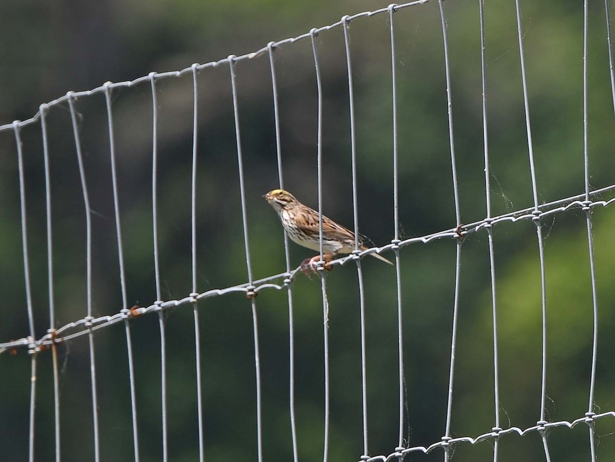 Savannah Sparrow - ML619163604