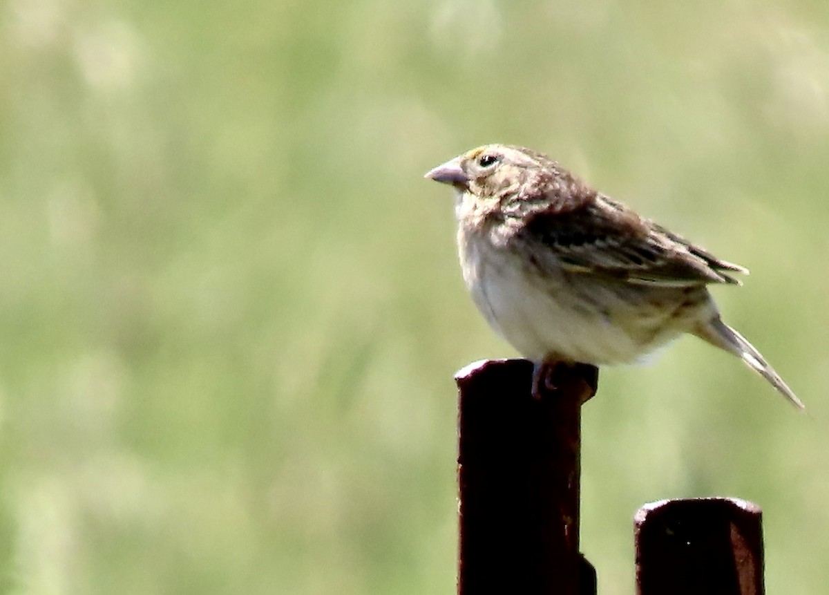 Grasshopper Sparrow - ML619163624