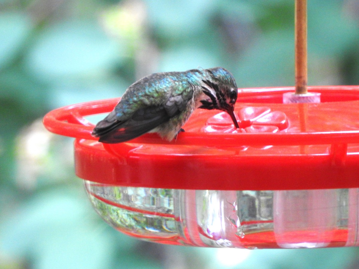 Calliope Hummingbird - ML619163641