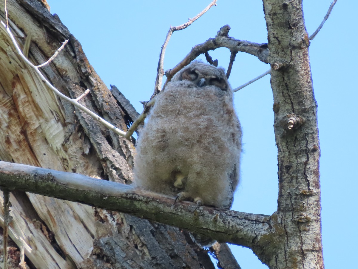 Great Horned Owl - ML619163697
