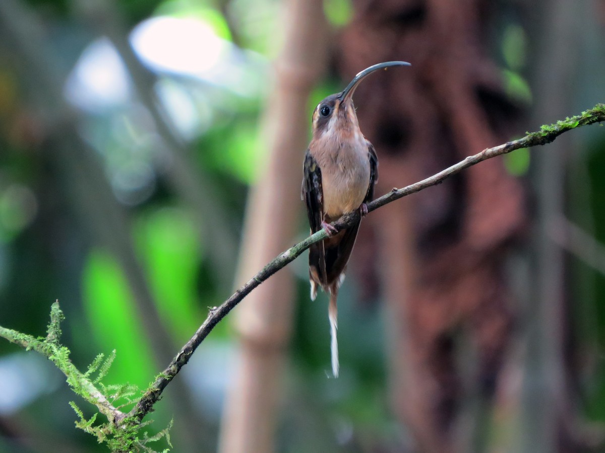 kolibřík tmavolící - ML619163700