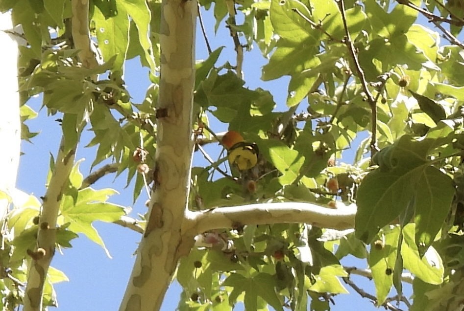 Western Tanager - ML619163708
