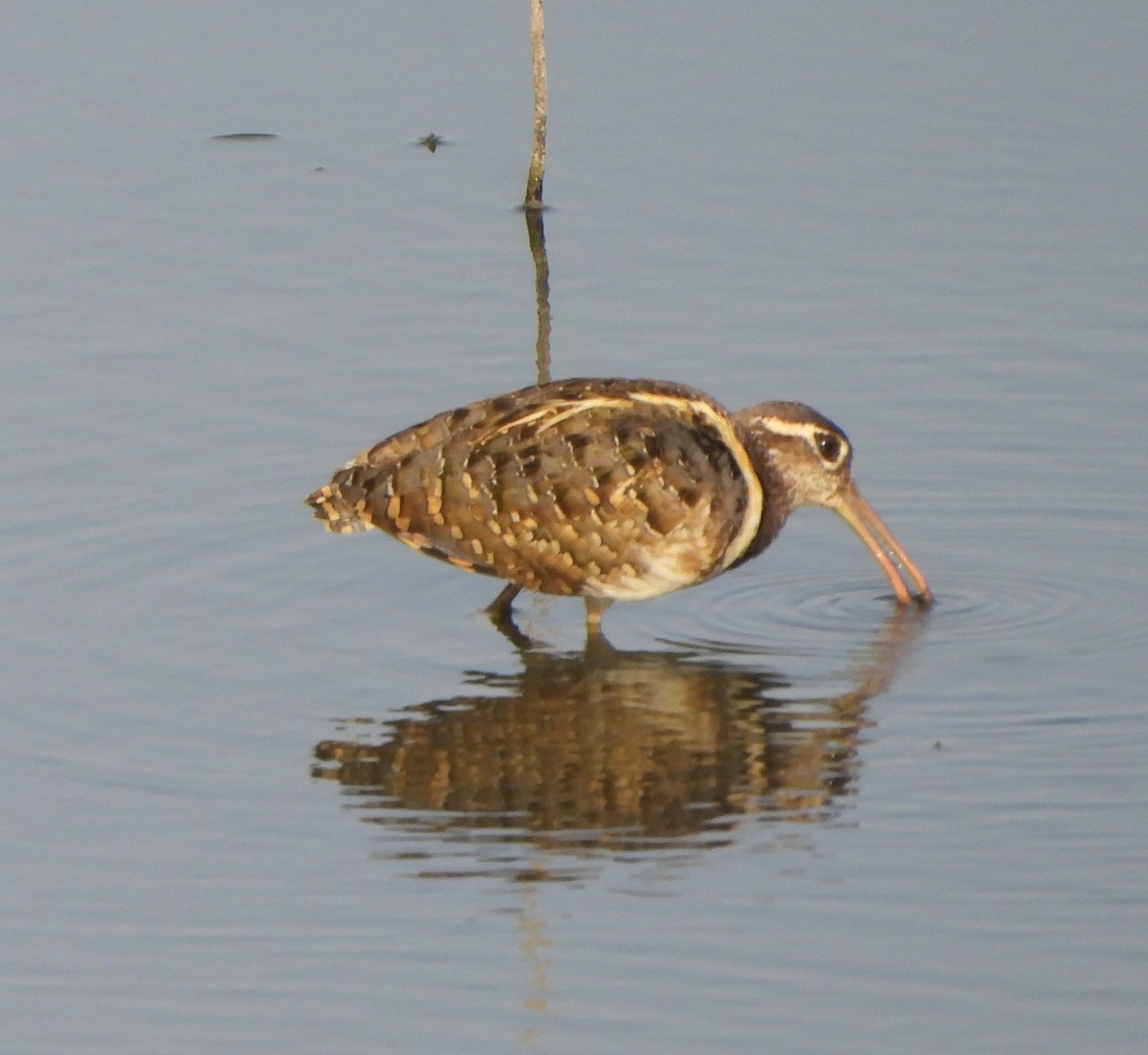 Greater Painted-Snipe - ML619163781