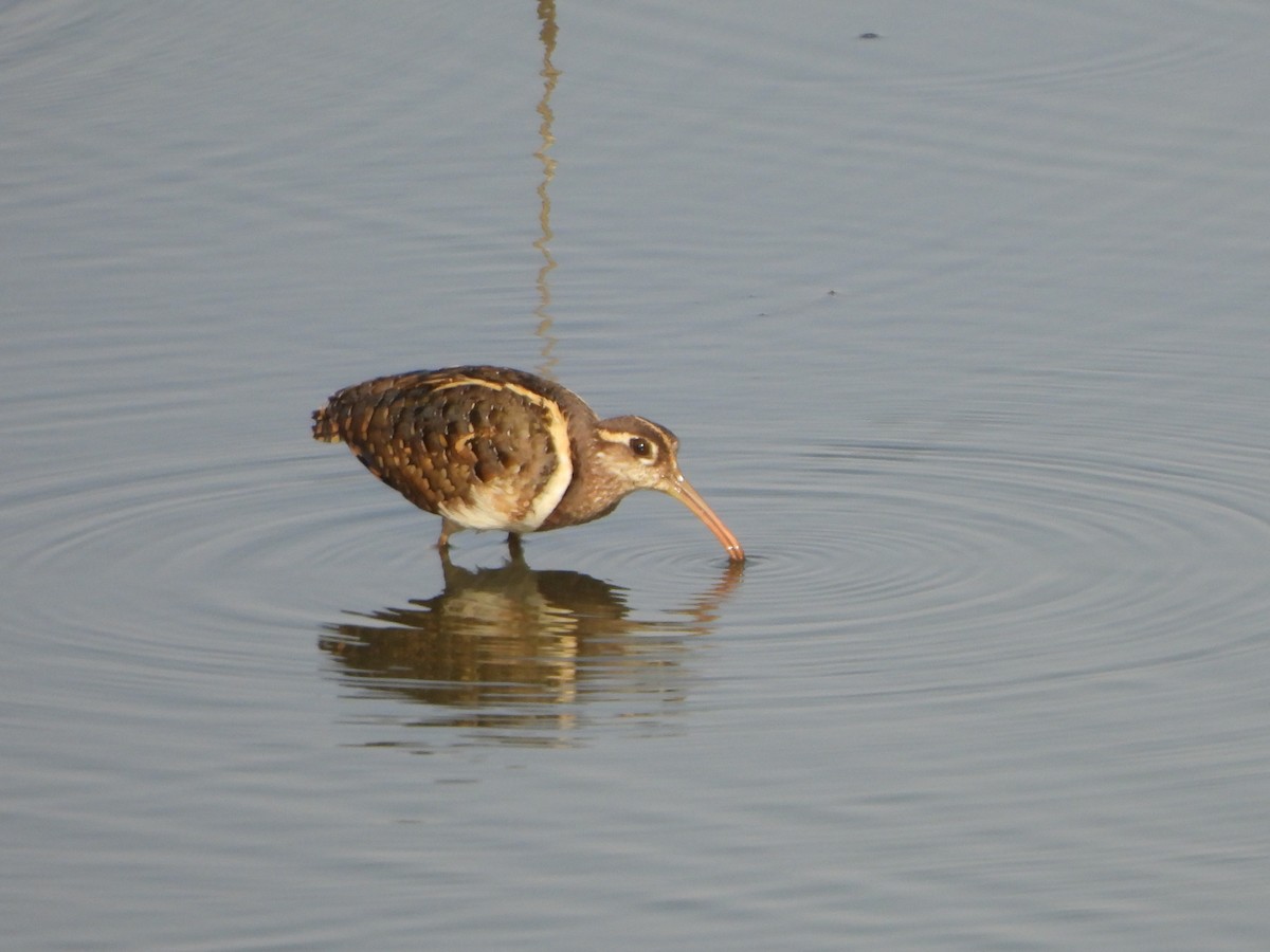 Greater Painted-Snipe - ML619163785