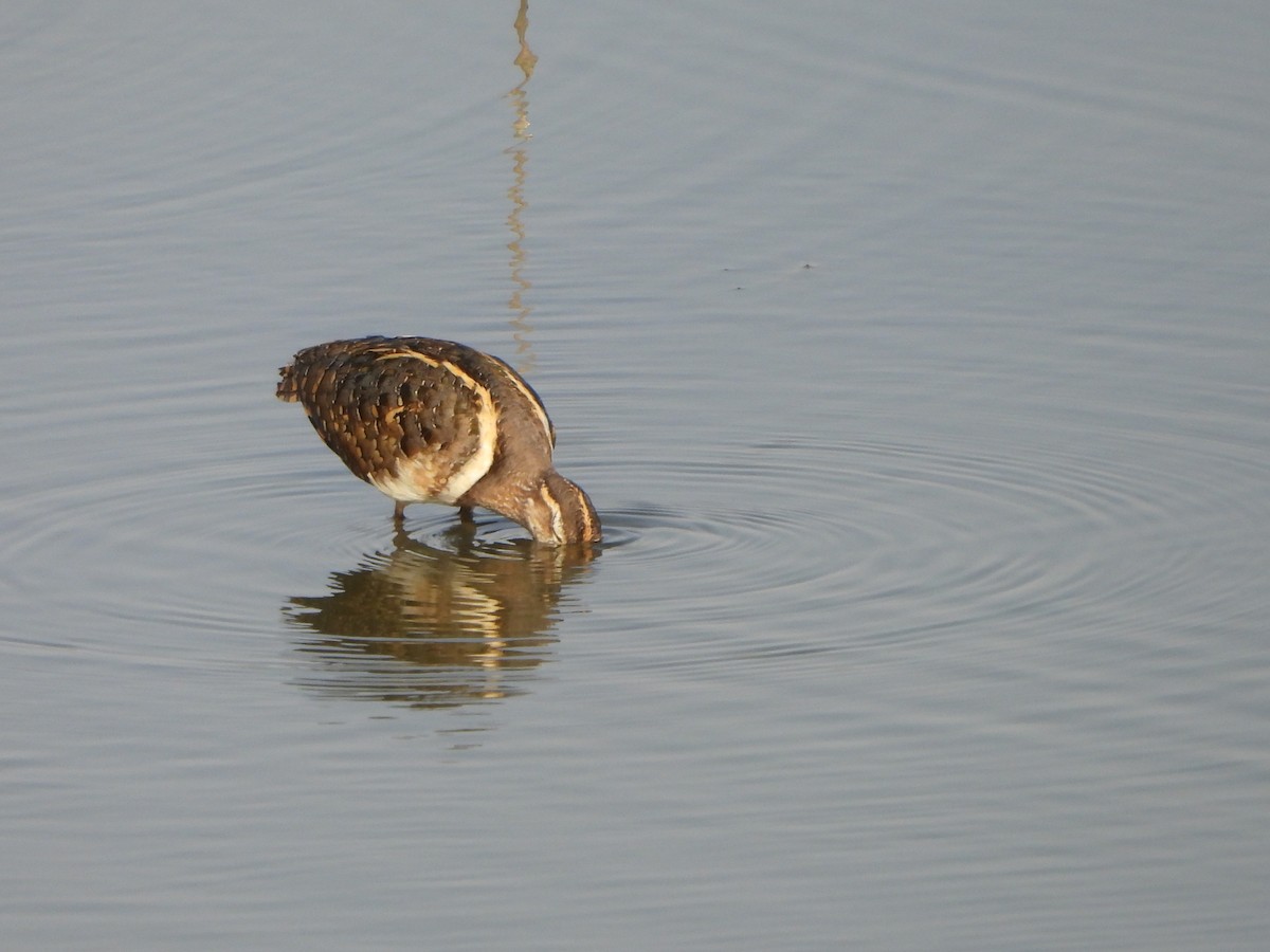 Greater Painted-Snipe - ML619163786